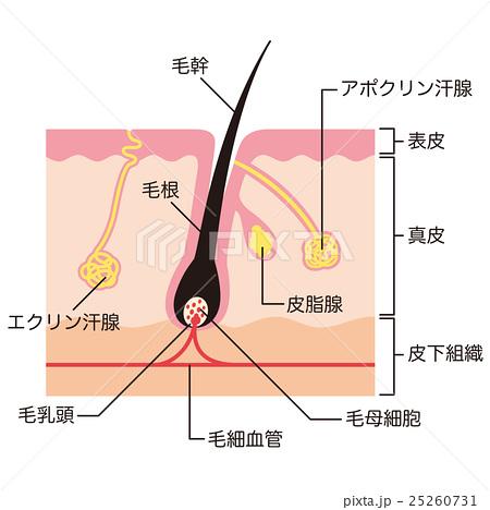 植毛後、休止期になり抜ける現象について。